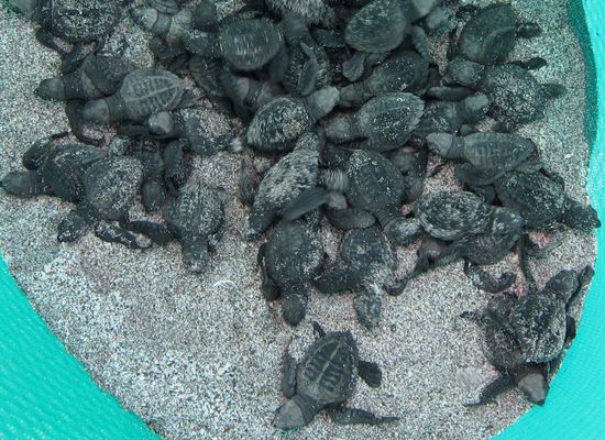 Nach ca. 45 Tagen schlüpfen die Babys und graben sich aus dem Sand an die Luft