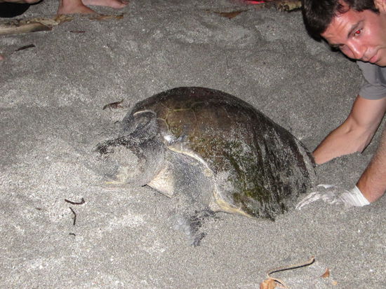 Eine Schildkröte kommt im Dunkeln an Land und legt ihre 70-130 Eier im Sand ab. Wir holen die Eier direkt beim ablegen aus dem Nest, die Schildkröte bekommt davon nichts mit und geht danach wieder ins Meer zurück.