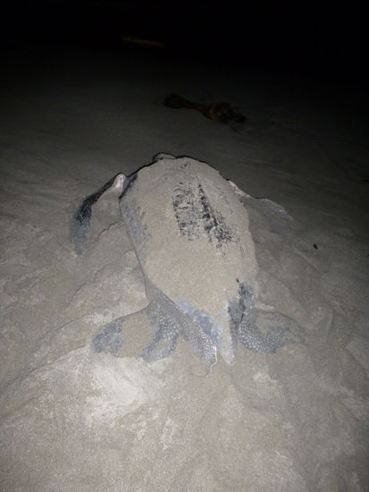 Lederschildkröte: Diese Sorte kam bisher zweimal an den Strand, ich hab sie leider nicht gesehen, ich hoffe das passiert nochmal, sie ist nämlich gigantische 3m lang