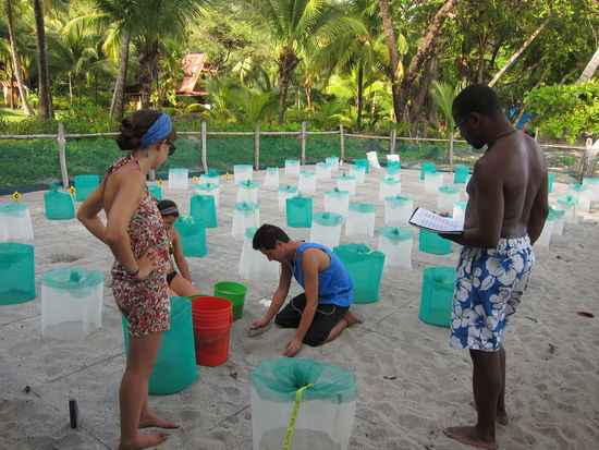 Die Eier werden in neue Nester vergraben, an einem Ort, der 24h von Freiwilligen überwacht wird. Ein weiß-grünes Netz ist jeweils ein Nest.
