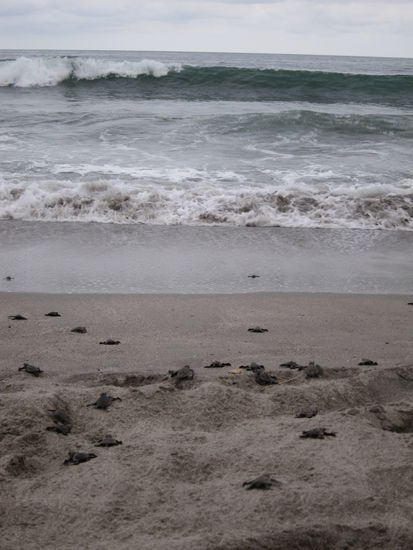 Direkt nach dem Schlüpfen werden die Babys in die Freiheit entlassen