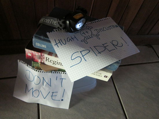 Deutsche Maßnahmen mussten ergriffen werden: Spinne mit Tupperschüssel fangen und warten bis ein Tico sich darum kümmert