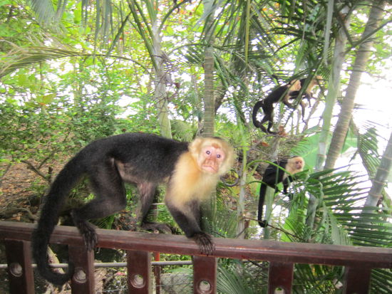 Die frechen Nachbarn: Kapuzineraffen