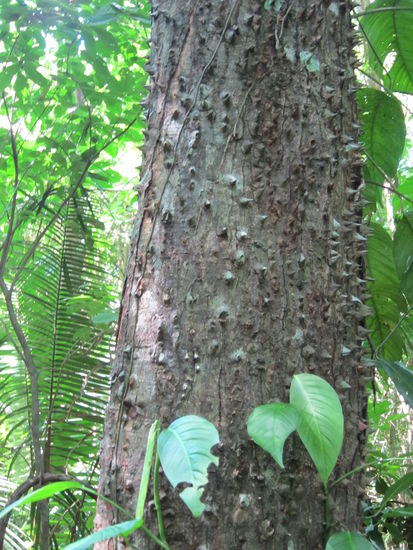 Baum mit Dornen: Pochote