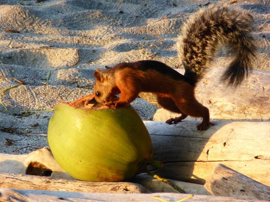 Tiere fotografieren: Costa Rica Eichhörnchen