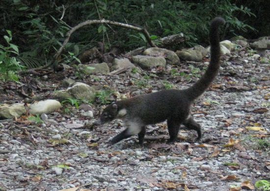 Unterwegs kreuzten Nasenbären unseren Pfad