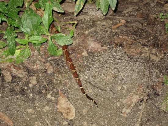 bisher die einzige Schlange: der Chef vom Haus meinte es sei die giftigste Costa Ricas, das hat sich aber als falsch rausgestellt!