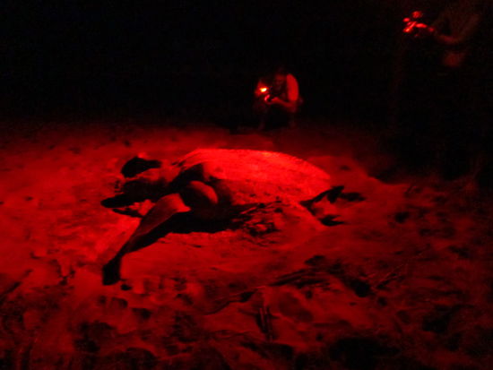 Sie ist einfach so gigantisch, okay mit 3m hab ich bisschen übertrieben, diese hier war "nur" 1,86m lang.
Blitzlicht darf man nicht verwenden, um sie nicht zu vertreiben. Die 20 Menschen am Strand, die sie fasziniert anstarren, scheint sie aber nicht zu stören 