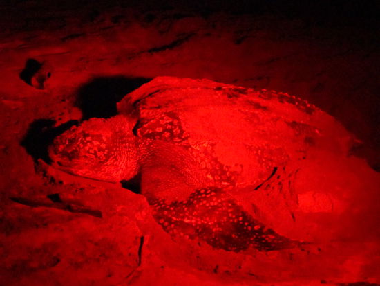 Juhuuuu ich hab sie erlebt: Die Lederschildkröte beim Eier legen!!