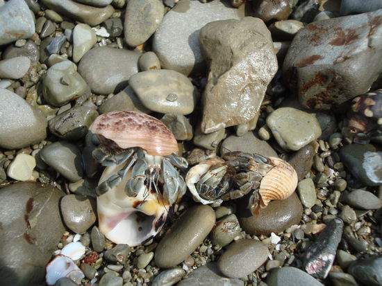 Krebse beim suchen von neuen Muschelhäusern
