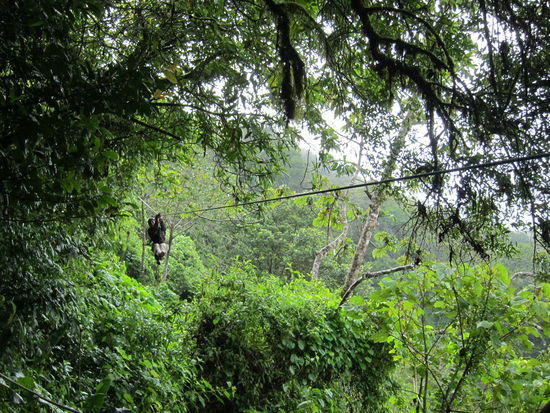 Zunächst ging es früh am Morgen zum Canopy: meterlange Seile durch den Regenwald und über ein Tal hinweg!