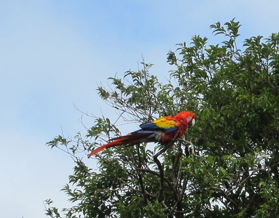 Danach haben wir noch den wunderschönen Papagei gesichtet