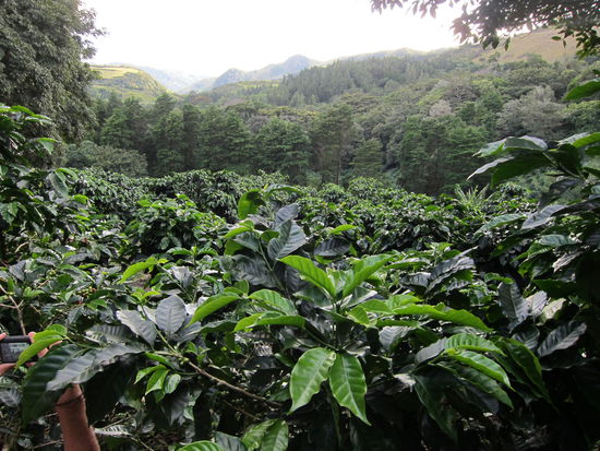 Riesige Kaffeeplantagen