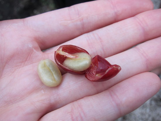 In einer Kaffeefrucht befinden sich meistens 2 Bohnen