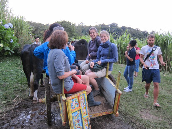 Touristenfahrt im Ochsenkarren über die Plantagen (die Familie der Farm baut alles mögliche an, aber nur zum Eigenbedarf und für die Touren)