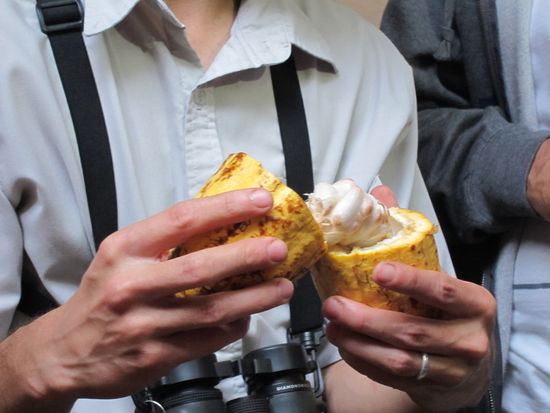 Danach gings zur Schokoladenherstellung über: Die Kakaofrucht