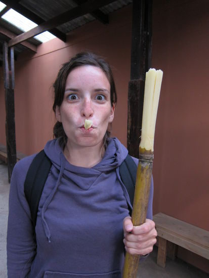 Rohrzucker durften wir auch noch probieren