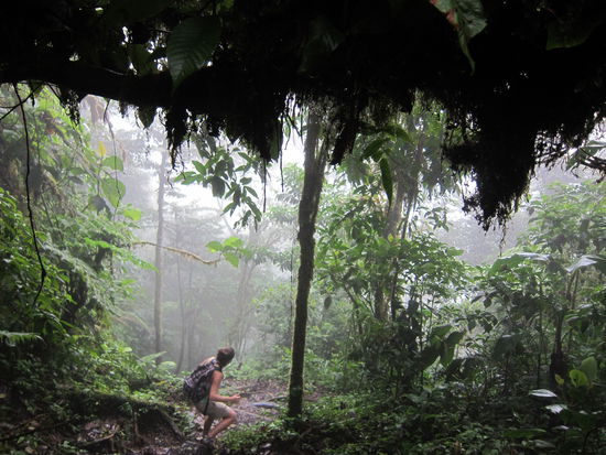 durch den nebligen Wald...