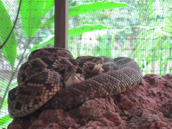 Ich hab zum Beispiel sehr viel über Schlangen gelernt. Diese hier trägt das Gegengift für alle 22 Giftschlangen in Costa Rica in sich. Wenn man gebissen wird hilft übrigens nichts anderes als ab ins Krankenhaus (am besten innerhalb 20min), um das Gegengift zu bekommen.