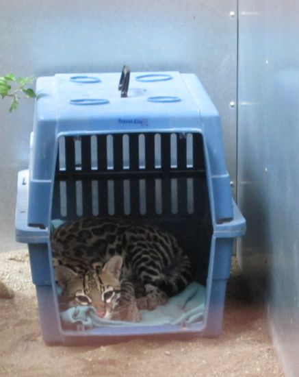 Dieser Jaguar wird leider nie wieder in die Wildnis entlassen, da er nicht überleben würde: er hat einen Baum auf den Kopf bekommen und kann seitdem nicht mehr jagen oder sich verteidigen