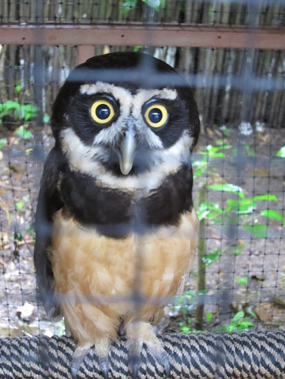 Ich hab ein neues Lieblingtier: wie süß ist denn die Eule hier?!