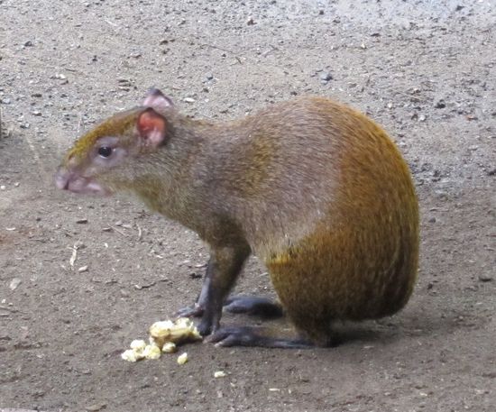 Nochmal ein besseres Bild eines Aguti