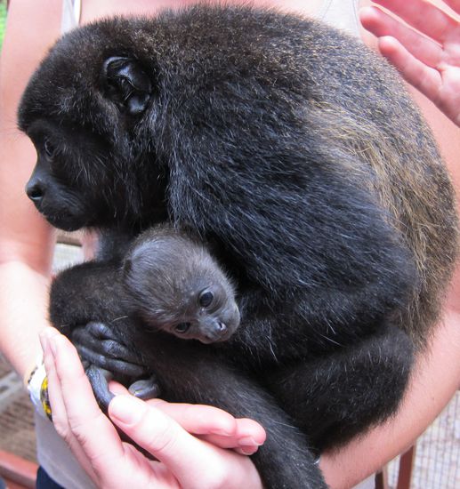 Okay keine Eule ist so süß wie Affen 