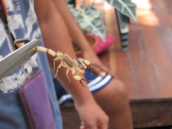 Der Skorpion kam als letztes aus der Kiste mit der Dekoration hervor, gut dass den keiner aus Versehen an den Baum hängen wollte...