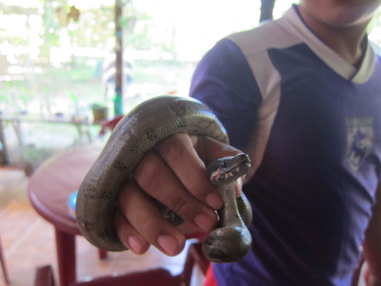 Ebenfalls ein wildes Tier im Garten: Eine Baby Königsboa