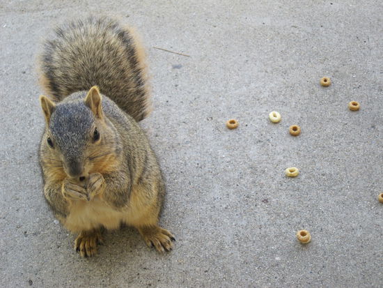 Courtneys Haustier, kommt jeden Tag an die Tür und bettelt um Essen