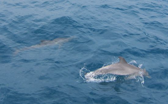Delfine schwimmen am Boot entlang 