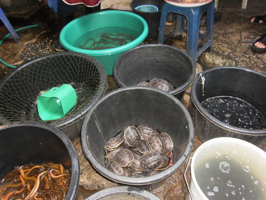 Diese Fische und Schildkroeten werden nicht zum Essen angeboten. Sie werden wieder im Wasser ausgesetzt und sollen den Rettern Glueck bringen. 
Heute war ein recht heisser Tag, sodass wir keine grosse Lust hatten, noch lange irgendwo rumzusitzen oder zu schlendern. Weil heute Abend der Sunday-Night-Market ist, haben wir uns um 18.00 wieder verabredet. So habe ich in der Zwischenzeit wieder an Euch gedacht und diesen Bericht geschrieben. 
Morgen frueh um 8.30 Uhr werden wir, das sind Corinne aus Texas, Elana aus Australien, Ryane aus New Mexiko und ich mit den anderen 4. die bereits seit 3 Wochen im Elephant-Camp sind dort hin gefahren. Ich bin gespannt, wie es werden wird. Von Kristine und Divor habe ich schon viel erfahren und auch Fotos gesehen. Ihr werdet stauenen, wenn ich Euch in einer Woche die Fotos und den Bericht liefere. Im Elephant Camp gibt es leider noch keinen Internet Anschluss, so muesst ihr Euch halt bis am Freitag gedulden. 
Also Ihr Lieben, nun verlasse ich Euch wieder, und wuensche allen einen guten Wochenstart. 
Hanni, vielen Dank fuer Deine lieben Gruesse aus Peru und "chum au guaet hei"!