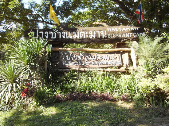 Hallo liebe Freunde, seid herzlich willkommen im Elefanten Camp Maetaman. Das Maetaman Tal liegt ca. 60 km nördlich von Chiang Mai. 
Am Montag Morgen um 8.30 sind wir beim Office zu zehnt in einen Pickup gestiegen und von Aun in 1 1/4 Std. zum Elefanten Camp gefahren worden. Dort wurden wir schon von Oo und Non erwartet. Beide haben uns sehr freundlich begruesst und uns unsere Unterkunft zugeteilt. Ich bin mit Corinne aus Texas und Elana aus Melburne im selben Zimmer. Es ist ein ganz einfacher quadratischer Bau mit einem Badezimmer in einer Ecke. Auf thai heisst das" hong nam" = Wasserzimmer und so sieht es auch meistens aus. Also nach dem Zimmerbezug wurden wir durch die Anlage gefuehrt. Dann stand ploetzlich ein Haufen Elefanten und Mahuts (das sind die Elefantenfuehrer) um uns herum, und wir konnten uns einen auslesen. Dabei sind die Elefanten gemeint und nicht die Mahuts. Der ist einfach die Zugabe. Da ich als Letzte dran kam, blieb mir nur noch Erawan mit seinem Mahut Tong.