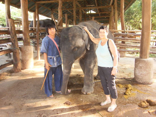 Erawan ist ein 3-jaehriger Bulle und sein Mahut ein 25-jaehriger Thai aus Chiang Mai. So sehen die Unterstaende aus und am Morgen und Abend muessen wir jeweils den Dung (das sind die Bälle, die bei den Elefanten hinten heraus kommen) in Saecke abfuellen. 
Danach wurden uns bereits Besen in die Hand gedrueckt und wir mussten die Unterstaende der Elefanten wischen. Da es sehr viele davon gibt, sind wir nur in einem bestimmten Teil 1/2 Std. am wischen, dann kommt das Vitamine abpacken fuer die Elefanten. Diejenigen, die vom Touristen Treck zurueck kommen, laufen auf dem Weg zu ihrem Unterstand bei uns vorbei und reissen das Maul weit auf damit wir ihnen den Vitaminsack hinein legen können, oder sie stopfen es sich mit dem Rüssel ins Maul. Danach ist es schon wieder Zeit fürs Mittagessen. Im Camp hat es ein grosses Restaurant für ca. 400 Personen. Jeden Tag kommen zahlreiche Reisebusse aber auch kleinere Gruppen angefahren und sehen sich im Camp um. Zum Mittagessen gibt es immer ein grosses Buffet mit Reis, Nudeln, Schweinefleisch, Poulet, Gemuese und zum Dessert Melonen.
Nach dem Mittagessen ist es unsere Aufgabe, das Geschirr der Gaeste abzuraeumen. Diese Arbeit dauer je nach Anzahl der Tagesgaeste ca. 1/2 Std. Dann haben wir meistens 1-2 Std. Pause, je nach Tagesprogramm.
Am 1. Tag mussten wir uns um 15.00 Uhr beim Rafting Point besammeln und dann wurden wir von 2 Thais ca 40 Min. auf dem Fluss Maetang bis zur Anlegestelle gefloesst. Die Flosse werden aus ca. 10m langen Bambusstangen zusammen geschraubt. In der Mitte sind 3 Bänke angebracht, damit ca. 6-8 Personen darauf sitzen können. Der Eine Flösser war ein junger, sehr lustiger und fröhlicher Mensch und heisst Bom. Er machte lauter Sprüche oder sang vor sich hin, und brachte uns oft zum lachen. Bom forderte uns auch auf, den Stab selber in die Hand zu nehmen und damit das FLoss im fliessenden Wasser zu steuern. Ich liess mir das nicht nehmen und wollte es natürlich auch ausprobieren. Es war nicht schwierig, weil es keine starke Ströhmung hatte, und das Wasser nicht all zu tief war. Auf dieser Reise fuhren wir an weitern Elefanten Camps, und Resorts vorbei. Bei der Anlegestelle hat Ooh einen Fahrer angerufen, der schon kurz danach kam, um uns abzuholen. Wieder im Camp angelangt, war ers bereits Zeit um zum ersten mal unsere Elefanten zu baden. Wir gingen also jedes zum Unterstand unseres Elefanten, wo die Mahuts bereits schon auf ihren Volunteer warteten. Dort bekamen wir Gummihandschuhe, 1 Bürste, 1 Körbchen und einen Besen in die Hand gedrückt.