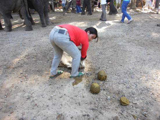 So, wie diese Frau mussten wir den Dung unserer Elefanten in Säcke abfüllen und vor den Unterstand legen, wo sie von weiteren Arbeiterinnen wieder eingesammelt werden. Auf dem gesamten Gelaende, wo sich die Elefanten bewegen, sind einige Frauen unterwegs, um laufend den Dung einzusammeln. Also nachdem Misten kamen die Besen zum Einsatz. Alle Futterresten wurden hinausgewischt, damit der Platz wieder sauber war für frisches. Dann befreit der Mahut seinen Elefanten von der Kette und befiehlt dem Elefanten mit tiefer Stimme: "Loo long" oder etwas Ähnliches. Das wiederholt er immer wieder, bis der Elefant sich niederlegt, sodass ich über seinen Hinterfuss aufsteigen kann. Da Erewan noch ein junger Elefant ist, ist er noch nicht soooo hoch wie ein ausgewachsener. Darum kann ich ihm auch noch nicht auf dem Nacken sitzen und muss meinen Hinterteil auf seinem harten Rückgrat platzieren. Also ehrlich gesagt, möchte ich nicht längere Zeit auf ihm reiten müssen, das ist nämlich sehr unbequem. Bevor es die Stufen hinunter zum Fluss geht, muss ich jeweils wieder absteigen. Weil sein Nacken noch nicht so stark entwickelt ist, hält er den Kopf noch recht tief. So würde ich wahrscheinlich vor ihm im Wasser des Flusses liegen.