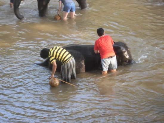 Bekleidet mit Badekleid und darüber Shorts, T-Shirts und Sandalen stehen wir im Wasser und Bürsten unsere Lieblinge. Natürlich die Elefanten und nicht die Mahuts!!!!! Zuerst stehen sie im Wasser und ich muss sie mit dem Korb nass spritzen, dann wird der untere Teil des Riesentieres gebürstet. Das geniessen sie jeweils sichtbar. Ab und zu kommt aber auch ein Dungballen daher geschwommen, von den Elefanten, die im oberen Teil des Flusses auch gerade gebadet werden. Dann bekommt der Elefant wieder den Befehl: "looo long" und er legt sich entweder auf die Seite oder auf den Bauch, sodass wir auch zum Rückgrat reichen können um dort zu bürsten und zu massieren. Auch sein Gesicht wird gründlich geschrubt und das jeweils morgens um 6.00 und nachmittags um 16.00 Uhr.