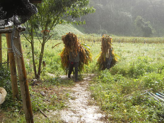 Am Mittwoch Nachmittag mussten wir um 13.00 schon wieder startbereit sein. Ich habe schon die ganze Nacht nicht gut geschlafen, weil ich mir wegen der grossen Hitze auf freiem Feld Sorgen machte. Im Stillen erbat ich mir einige Wolken, die dort sein sollten, wo ich gerade am schuften war. Wir wurden von einem riesigen Lastwagen abgeholt. Corinne (wegen ihrer Kniebeschwerden) und ich (wahrscheinlich meines Alters wegen) durften in der Führerkabine vorne sitzen. Die anderen musten es sich hinten auf der Ladefläche bequem machen. Erhlich gesagt war ich froh, dass ich nicht dort sitzen musste, denn wir fuhren ca. 40 Min. lang in ein entferntes Tal. Der Lastwagen fuhr auf der Autobahn mit 100 Sachen. Die Strasse zum Feld hinaus war ein einziges Schlagloch. Je näher wir dem Feld kamen, um so dunkler wurde der Himmel. (meine Bitte wurde also erhört. Vielen Dank ihr lieben Engel da oben!) Einige wenige grosse Tropfen fielen bereits. 
Auf dem Feld angekommen, sah ich erst, dass auch 8 Thais dabei waren. Mit uns 7 Volunteers waren wir nun 15 Arbeiter. Die Thais sprangen sofort von der Ladefläche und begaben sich mit Macheten bewaffnet aufs Feld. Auf diesem Feld war Mais angepflanzt. Das Camp bezahlt dem Bauer ca. Fr. 45.- und darf dafür das ganze Feld ernten. Die Maiskolben hat der Bauer vorher schon gepflückt. Einige von uns bekamen ebenfalls eine Machete in die Hand gedrückt und Non zeigte uns, wie man die Maisstauden schneidet. Man muss mit der Machete schräg von oben nach unten in den Stengel hauen, dann gibt es einen schönen Schnitt. Die ersten paar Male kam immer die ganze Staude aus der Erde, aber nach einigem Üben gelang es schon ganz gut. Wir legten die geschnittenen Stauden auf einen Haufen und die Anderen banden sie zu einem Bündel und trugen ihn zur Strasse hinauf. Wir banden natürlich nicht sooo schwere Bündel wie die Thais. Es waren 2 Männer und 6 Thai Frauen, die hier Schwerarbeit verrichteten. Das Schneiden war noch die leichte Arbeit, aber das hinauf Schleppen war doch sehr anstrengend. Kaum hatten wir mit unserer Arbeit begonnen, zog ein Gewitter über uns hinweg. Zuerst arbeiteten wir weiter, doch mit der Zeit, als wir bereits pflotsch nass waren und der Boden sehr glitschig wurde, machten wir eine Pause. Das heisst, natürlich nur wir Volunteers, die Thais arbeiteten ununterbrochen weiter.