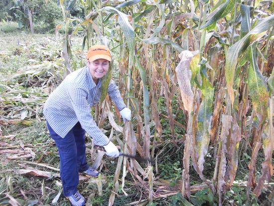 Als nach einer 1/2 Std. das Gewitter nachliess konnte ich es nicht mehr mit ansehen, wie die Thais fleissig arbeiten, und wir nur so herumstanden, und begab mich mit der Machete bewaffnet wieder zum Feld um weiter zu arbeiten. Nach und nach kamen dann die Jungen auch, und wir schnitten Mais, machten Bündel, bis es hiess. Fertig, genug! Um 16.00 Uhr kam der Lastwagen wieder, und die Thais begannen mit aufladen. Die Männer standen dabei auf der Ladefläche, und die Frauen reichten die schweren Bündel hinauf. Auch hier sind es wiederum die Frauen, die die strenge Arbeit verrichteten. Ich frage mich nun ernsthaft, wo sind die Thai Männer? Es können ja nicht alle Taxifahrer oder Mahuts sein, wo sind sie geblieben? Dieselben Frauen, die am Nachmittag aufs Feld gehen, führen am Morgen den Elefanten Dung weg.