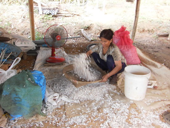 Eine Thai-Bäuerin am Knoblauch trocknen und sieben.
