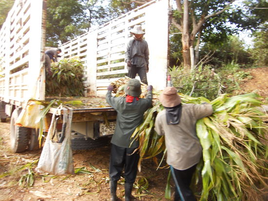 Wir Volunteers konnten beim Aufladenleider nur wenig helfen, da die Bündel für uns zu schwer waren. Also warteten wir, bis alles aufgeladen war und wir wieder in die Führerkabine einsteigen durften. Die Anderen standen oder sassen wieder hinten auf der Ladefläche und waren in ihren nassen Kleidern ziemlich dem Fahrtwind ausgesetzt. Nach 1 Std. 
Fahrt waren wir wieder im Camp angkommen und konnten uns unter die Dusche stellen. Die Thais mussten aber vorher noch den Futtervorrat abladen. Im Camp kommen jeden Tag 2 solche Ladungen Futter an. Eine gewaltige Menge, die es auch braucht, um sooo viele Tiere zu sättigen. Unsere Kleider waren durch den Regen total verschmutzt und es gab einige Waschmaschinen zu waschen. Meine Schuhe reinigte ich mit der Bürste im Fluss und zog sie am nächsten Morgen zum Elefanten Baden an. Dann waren sie wieder fast wie neu.
Die Elefanten lieben den Mais heiss. Sie versuchen beim vorbei gehen im Camp immer, etwas zu stiebitzen. Ich habe darum noch einige Maiskolben vom Feld mit genommen, damit ich meinen Erawan immer wieder verwöhnen kann. Wenn ich an seinem Unterstand vorbei gehe, rufe ich seinen Namen, er kommt mir dann jeweils soweit seine Kette reicht entgegen und hält mir den Rüssel hin.