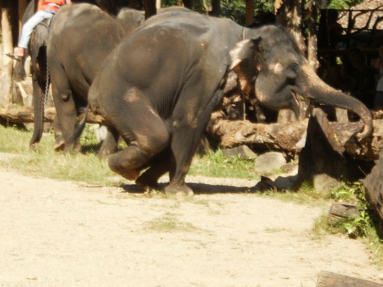 Die Elefanten sind sehr gefühlvolle und intelligente Tiere. Während der Show zeigen sie, wie sie auf 2 Hinter- oder Vorderbeinen stehen und gehen können.