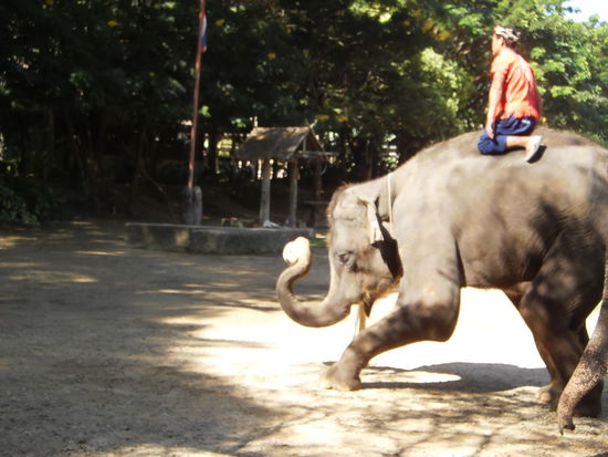 Sie sind sogar Fussballkünstler und schiessen auf ein grosses Tor, einer sogar mit den Hinterbeinen, nur treffen sie meistens daneben.