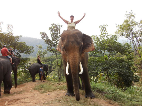 Hier auf dem Bild bin ich in der 2. Woche auf Tomtschai geritten. Er ist ein 21-jähriger Bulle und sein Mahut ist auch Tong. Es war auf ihm bedeutend leichter zu reiten als auf Natalie, wie unten beschrieben.
Nach der Fragestunde durften wir auf einen kurzen Treck gehen. Dabei sassen wir mit unseren Mahuts auf unseren Elefanten. Mein Mahut kam mit Natalie, einer 50-jährigen Dame daher. Mein Erawan war dafür noch zu klein, da das Wasser in der Strömung ziemlich tief war. Es war bedeutend bequemer auf dem Nacken zu sitzen, als auf dem harten Rückgrat von Erewan. Am schwierigsten war es, sich auf dem Nacken zu halten, wenn Natalie eine ruckartige Bewegung machte, oder es den Abhang hinunter ging. Ich fühlte mich auf diesem grossen Elefanten nicht sehr sicher. Natalie war sehr unruhig, frass einmal rechts einige Stauden oder zog links an einem Ast. Besonders beim abwärts Laufen, habe ich mich total verkrampft. Meine Arme zitterten, ob es von der Anstrengung vom dagegenhalten oder Angst war, hinunter zu fallen, kann ich gar nicht genau definieren. Auf jedenfall war ich froh, als wir wieder im Fluss waren, wo es eben ist und nicht viel passieren konnte.