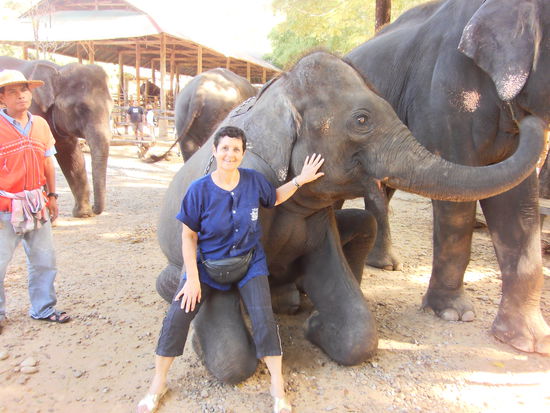 Daraufhin ging es gleich zum Elefanten Baden. Das heisst, ich bin noch schnell zu meiner Unterkunft gerannt, um mich umzuziehen. Mit Badehose, T-Shirt und Shorts bekleidet schnappte ich mein Körbchen mit Bürsten und dann gings los. Ich hörte schon von weitem ein lautes Geschrei. Zum Glück war ich umgezogen, wie sich nachher herausstellte.  Dann ging nämlich so richtig die Post ab. Corinne's Mahut hat begonnen, uns mit Wasser zu bespritzen. Wir blieben ihm natürlich nichts schuldig und gaben es mehrfach zurück. Sogar Non und Oh wurden nicht verschont, obwohl sie sich ziemlich auf Abstand hielten. Wir begossen alle, die noch einen trockenen Flecken hatten, mit unseren Körbchen voll Wasser. Plözlich kam von irgendwoher wieder ein Gutsch Wasser und die Elefanten hielten fröhlich mit. Am Schluss waren nicht nur die Elefanten nass, nein die ganze Bande war tropfnass, und die Elefanten besprühten uns auf Befehl ihrer Mahuts fröhlich weiter. Leider habe ich von der Wasserschlacht keine Fotos auf meiner Kamera.