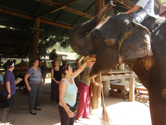 Freitag, 9. November 2012
Heute war für einige von uns der letzte Tag im Camp. Es gab am Vormittag nicht allzu viel zu tun. Wir konnten zuerst bei der Show dabei sein, danach galt es, die Unterstände zu wischen. Das Vitamine abfüllen und übergeben war aber diemal mit einer traurigen Begebenheit verbunden. Es kam nämlich plözlich ein einzelner Elefant auf uns zu. Vom Mahut war nichts zu sehen. Oh, unsere Koordinatorin rief den Anderen noch fragend zu, wo denn der Mahut bliebe. Der kam dann rennend auf uns zu. Er wollte auf den Elefanten aufsteigen, als der  aber nicht sofort reagierte wurde er wütend. Als er mit ihm dann über den Platz schritt, schlug er dem Elefanten heftig mit dem Hacken auf den Kopf, so dass das Tier laut aufschrie. Wir haben ihm noch zugerufen, doch der Mahut schlug wütend weiter auf das Tier ein. Oh, konnte es auch genau beobachten und kannte den Mahut. Sie wird der Camp-Leitung einen Raport darüber schreiben. Ich bin sicher, dass dieser Mahut sein Vergehen irgend wann büssen wird. Denn Elefanten vergessen nie. Die ganze Volunteer-Schar war tief betroffen. Danch wurde nicht mehr viel geredet. Jedes war damit beschäftigt, das Geschehene zu verarbeiten. Es macht auch gegenüber der Camp-Besucher einen  sehr schlechten Eindruck, wenn sie das mit ansehen müssen. Die werden dann glauben, dass das bei uns normal wäre, was wirklich absolut die Ausnahme war. Alle anderen Mahut lieben ihre Tiere und würden ihnen niemals Schmerzen zufügen. Schliesslich war der Mahut ja selber Schuld, wenn er ihn aus den Augen liess.