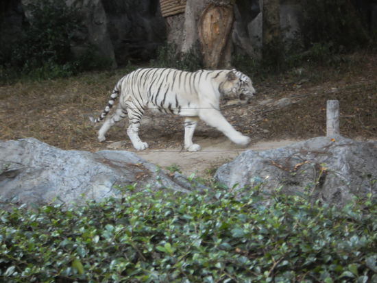 Am Nachmittag haben wir uns einen Taxidriver geschnappt und sind mit ihm zum Zoo gefahren. Der Zoo ist sehr schön im Wald an einem Hügel angelegt. Es war auch ein Aquarium und die Pandas anzusehen, wir haben aber darauf verzichtet, denn für alles musste man separaten Eintritt bezahlen. Besonders lange haben wir uns beim weissen Tieger aufgehalten. Es ist ein wunderbares Tier, aber das Gehege war für meine Begriffe etwas zuuu klein. Er bewegte sich immer im gleichen Muster und drehte seine Runde. Der Park ist sehr gross und es wird noch weiter daran gebaut. Die Elefanten haben Renate sehr beeindruckt. Da sie morgen in ein Elefanten Camp fährt fürchtet sie sich etwas vor den grossen Tieren. Ich bin gespannt, was sie nach 1 Woche darüber erzählt.