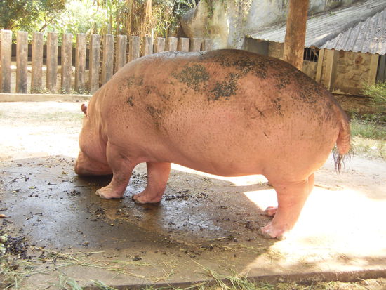Die Nilpferde waren ebenfalls eine Wucht, nicht wegen ihrer umwerfenden Schönheit, mehr wegen ihrer Körpermasse. Die Giraffen beeindruckten uns mit ihren Stelzenbeinen und dem langen Hals. Das Männchen überragte das Weibchen um Einiges. Auch im Zoo war es sehr warm, obwohl wir uns meistens am Schatten aufhielten.