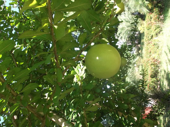 Hei, nun steht dieses Bild wieder schief. Aber ihr seht hier ja die riesen Nuss. Keine Ahnung, was das für Nüsse sind, auf jedenfall war der ganze Baum vollbehangen davon.