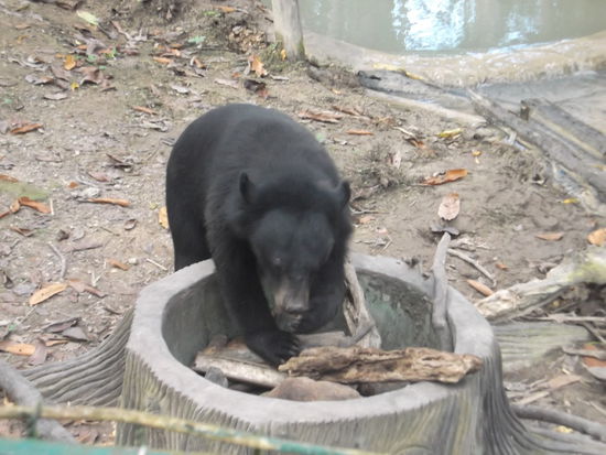 Diese Anlage wurde 2003 gegründet und wird vom australischen Staat unterstützt. Eigentlich ist es eine Auffangstation für schlecht gehaltene und bedrohte Bären. Einige konnten aus chinesischer Gefangenschaft gerettet werden, wo sie in engen Käfigen ein trostloses Leben fristeten. Weil in China die Bärengalle als Heilmittel gilt, werden diese Tiere immer noch auf diese Weise gequält.