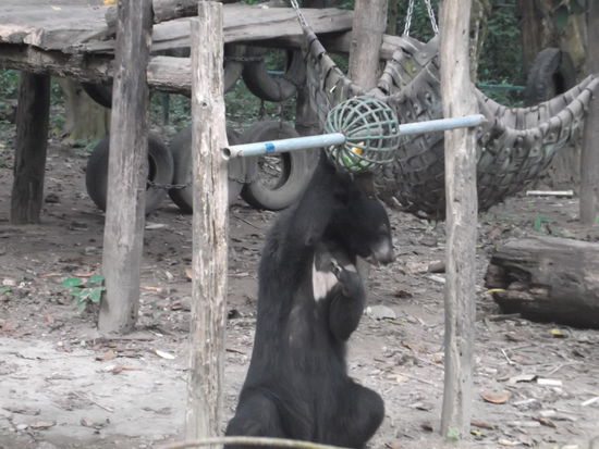 Wir konnten beobachten, wie Personen im Gehege leckere Nahrung in den verschiedenen Spielsachen der Bären versteckten. Sie bekamen Salate, Maiskolben, Kürbisse. Um 12.00 Uhr durften die Tiere ins Gehege, wo sie sich sofort auf die Suche nach den leckeren Sachen machten. Es war interessant mit anzusehen, wie sie dem Geruch folgten, und wenn sie etwas gefunden hatten, liessen sie nicht locker, bis sie es in den Pfoten hatten. Dabei zeigten sie eine hervorragende Fertigkeit, um z.b. eine Kokosnuss zu öffnen oder eine Banane zu schälen. Hier hatten die Bären wirklich ein artgerechtes Paradies gefunden.